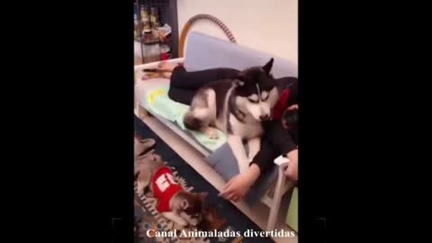 funny video of cats and dogs doing mischief