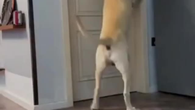 Funny Dogs at Home | Funny Animal Video | Funniest Dogs Videos |