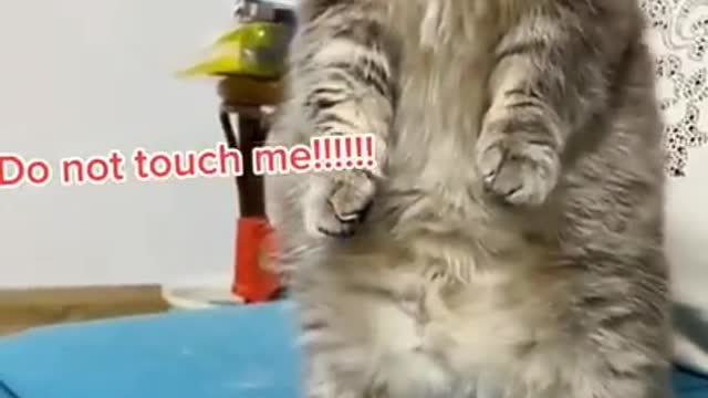 Baby fun with cat.cat funny video