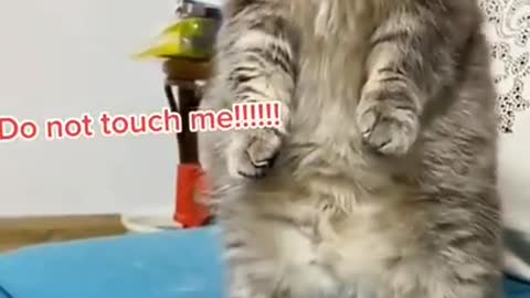 Baby fun with cat.cat funny video