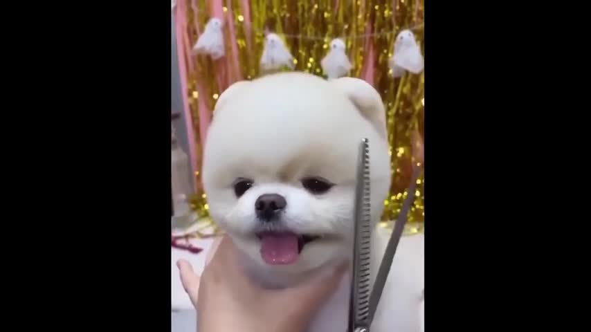 Cute cats and dogs - Funny compilations