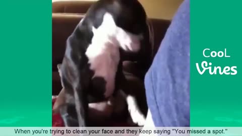 Funny animals