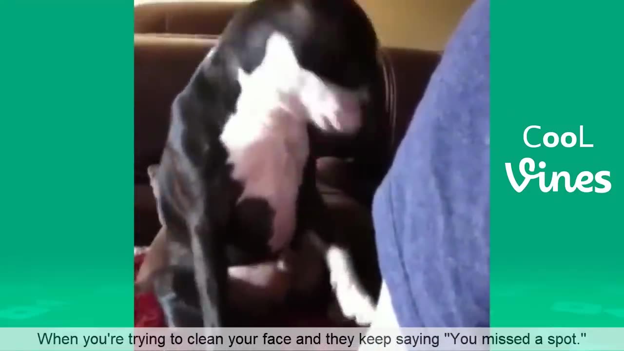 Funny animals