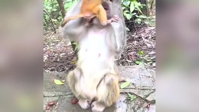 newborn (baby monkey) and monkey mom