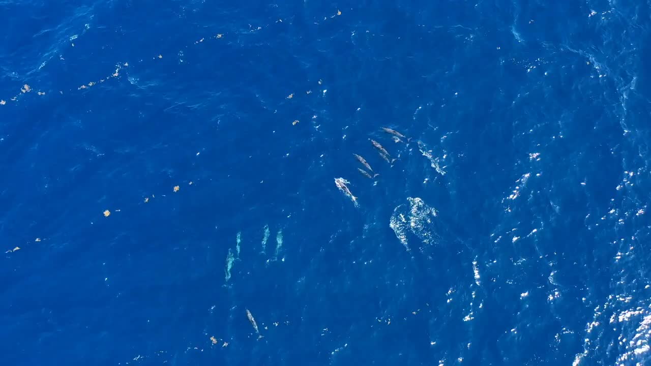 Group of dolphins playing boat watching tour Martinique tourism activities sunny day aerial shot