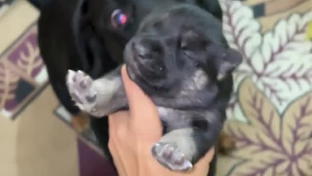 Dog lover