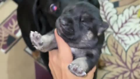 Dog lover