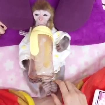 baby monkey relaxing with bottle of milk.mp4