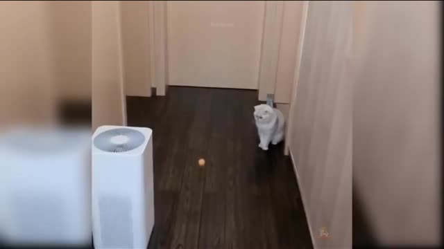 Funny cat video