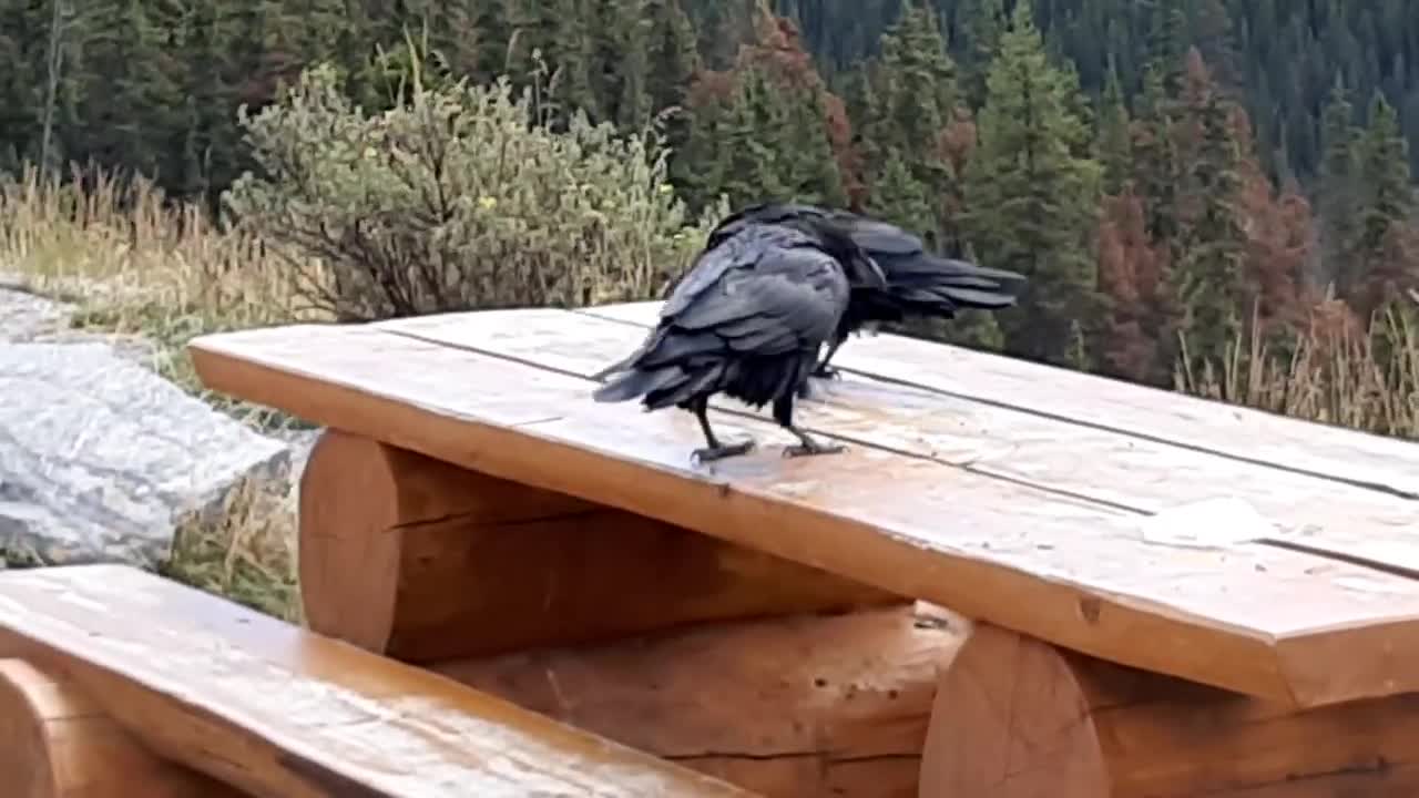 Raven bird