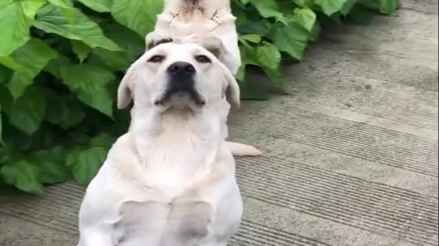 Funniest & cutest Labrador puppies #2 - Funny puppy video 2022