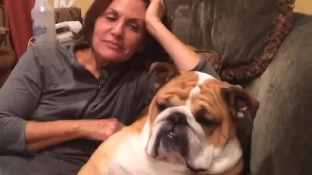 Massage nearly send bulldog right to sleep