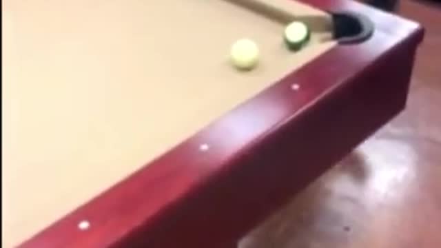 Dog pulls off very impressive billiard rail shot!