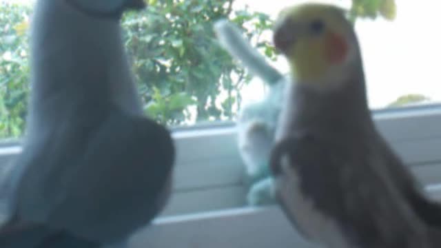 Parrot Tells Cockatiel She's Cute And Then Asks For Kiss