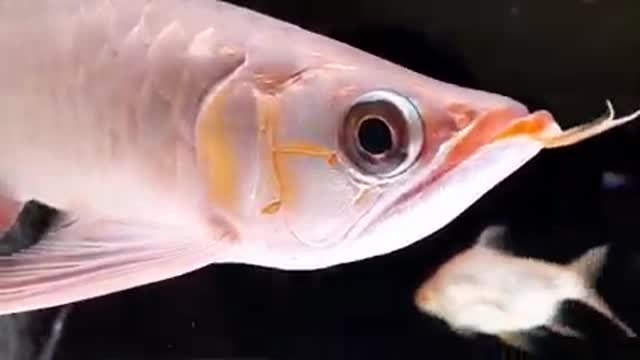 Arowana