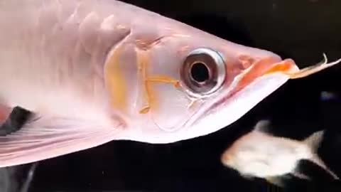 Arowana