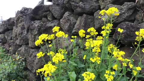 Jeju Island Landscape: Flowers