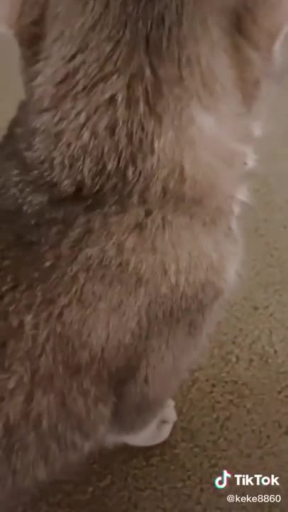 Hilarious Cat Memes - 24 -😹-New cat learning to meow