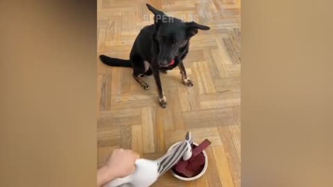 scary dog reaction