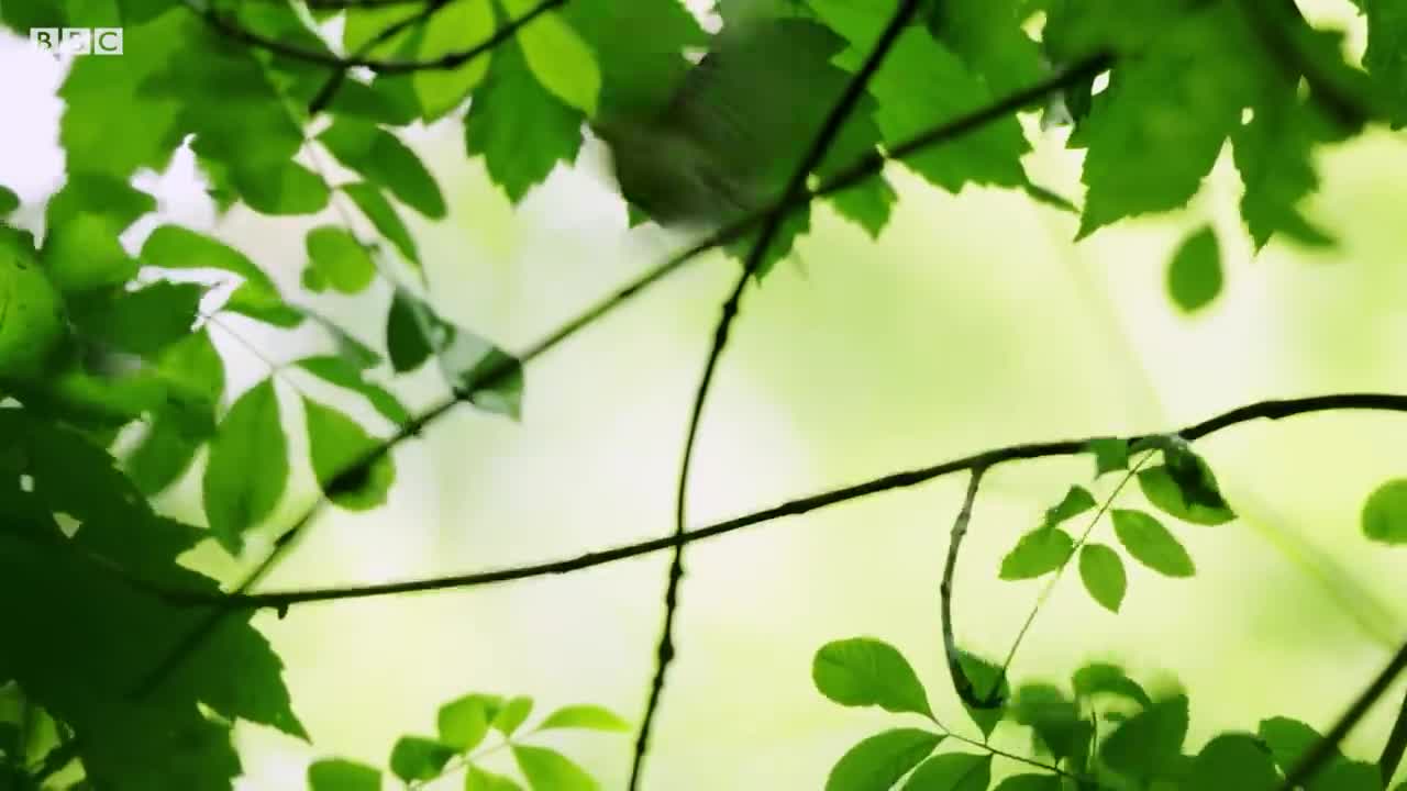 How Do Birds Incubate Their Eggs? | Attenborough's Wonder of Eggs | BBC Earth