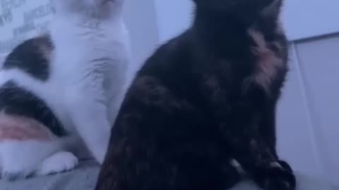 Our fearless cute cat and dog.