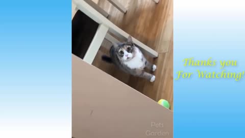 Funny cute cats
