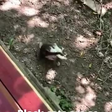 Funny black cats, cats compilation😂