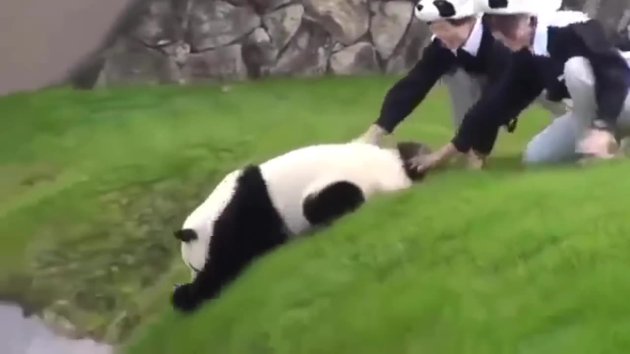 Funny angry panda in the zoo