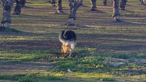 Wolf lookin' for gophers