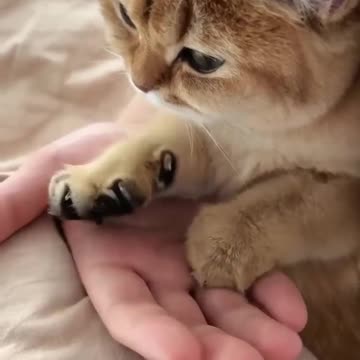 Cute pawls..Best Funny Pet Animals Viral Clips😹 #funny Cute Cats #shorts Video