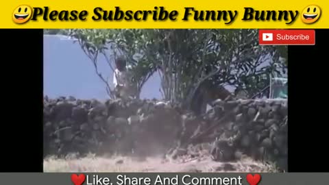 Best Funny Bull fighter Video in 2020