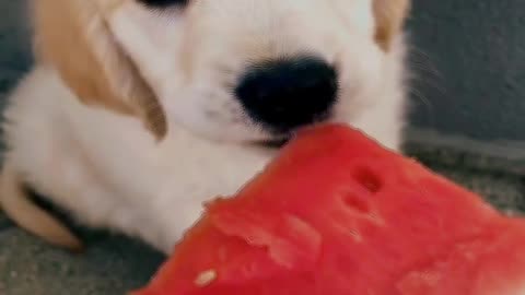 Cute puppy eating watermelon🍉