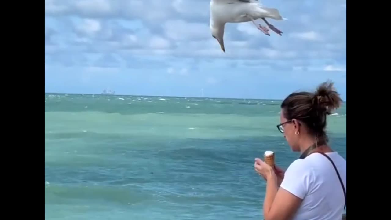 the flight of the greedy seagull 😆
