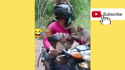 Best funny videos pets part3