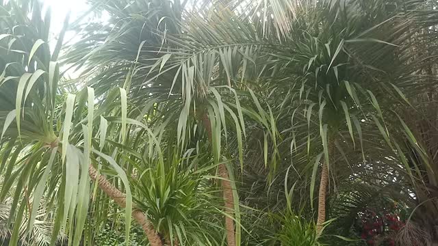 The leaves of this tree are so long