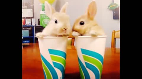 this cute animal compilation