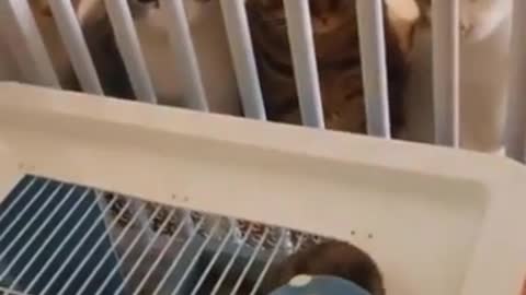 gatos chistosos