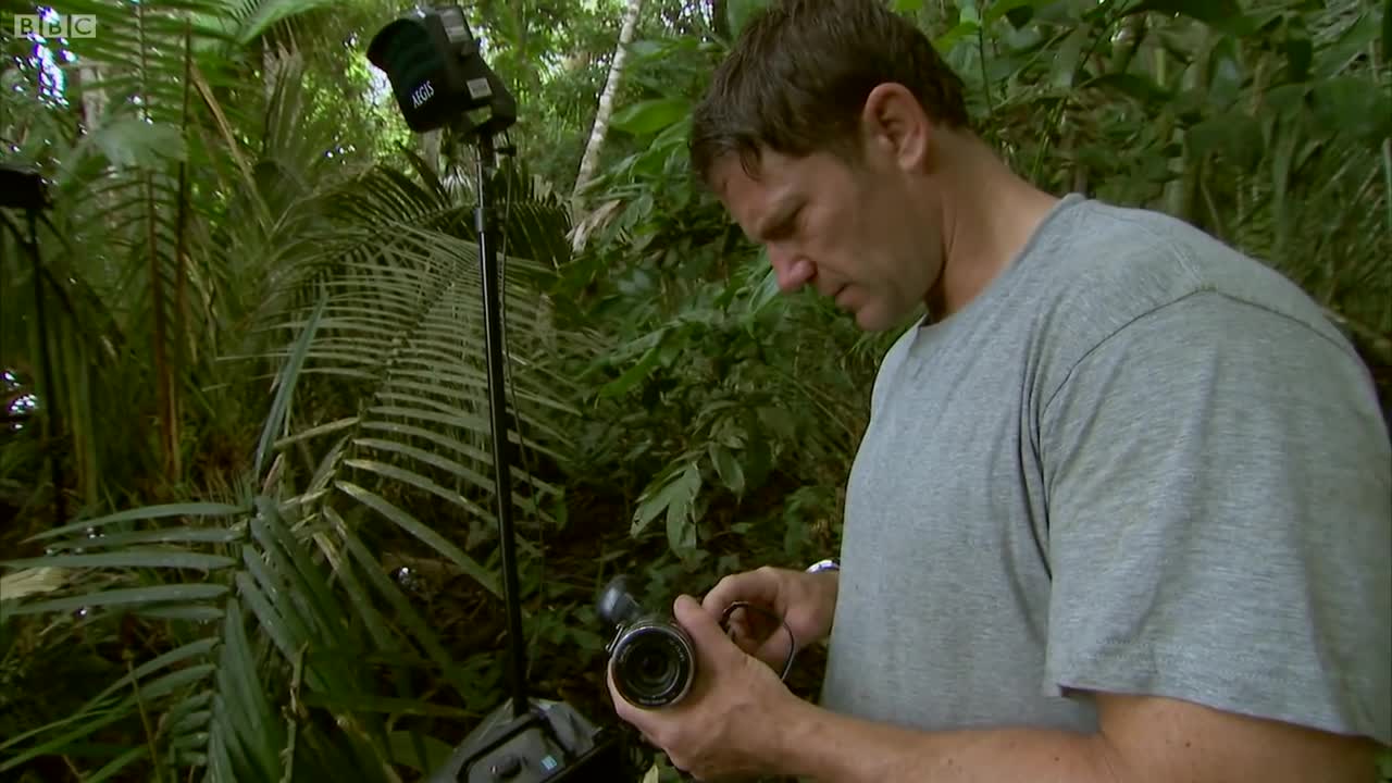 South America's Largest Reptile Spotted! | Deadly 60 Series 2 | BBC Earth