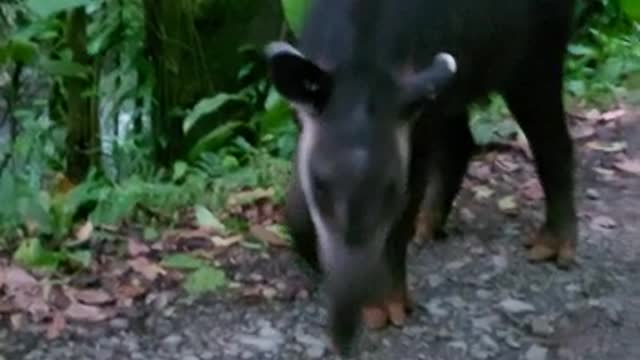 Tapir in its natural habitat