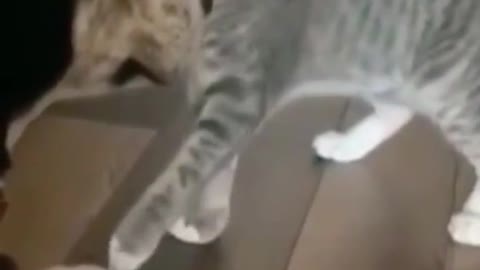 fight between dog and cat