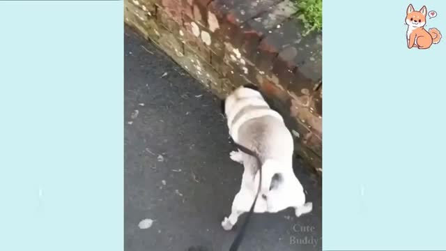 Pug at its best