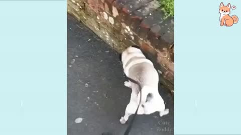 Pug at its best