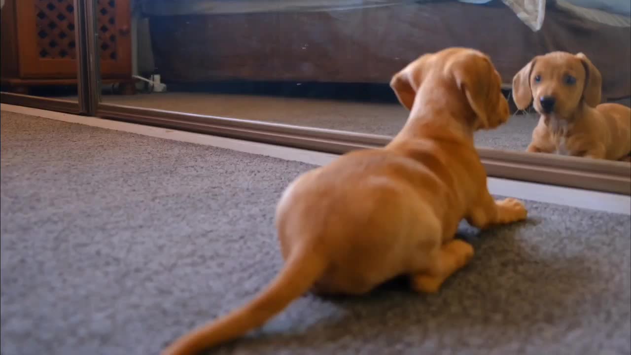So cute dog baby playing with mirror