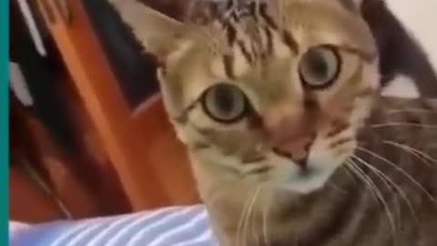 ❤️😂Cats and dogs fighting very funny😂(Try not to laugh)