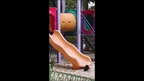 Funny animal videos - Funny cats/dogs - Funny animals - Part1/Haypyy Pett