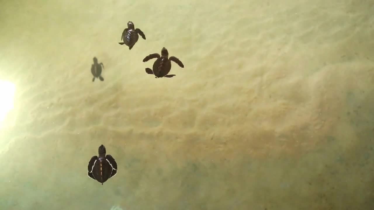 Baby turtles swimming in pool at Kosgoda Lagoon Turtle hatchery