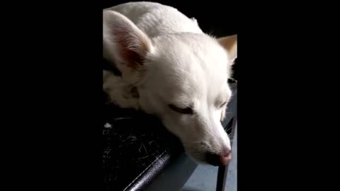 Adorable dog feels sleeping during grooming session