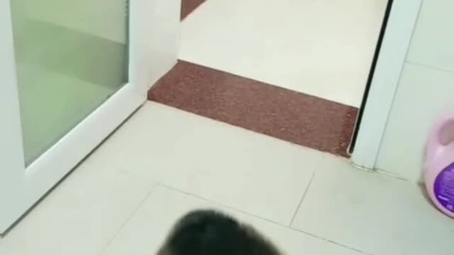 Suddenly I look back and see that there are cats and dogs