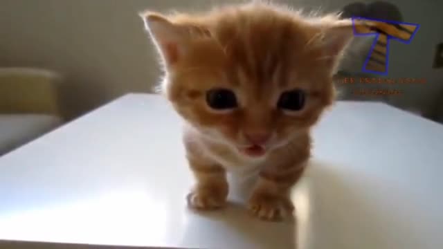 Little kitten meowing cutely