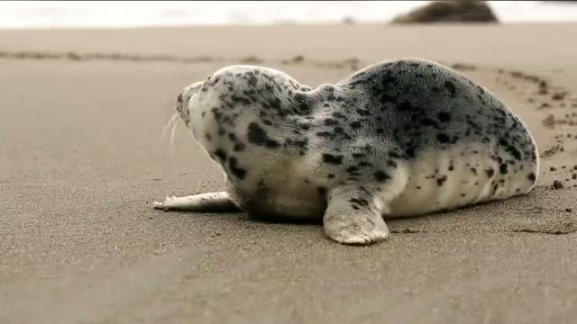 Cute baby seal on sand